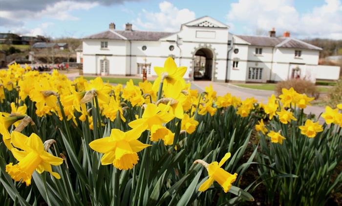 In the land of the daff